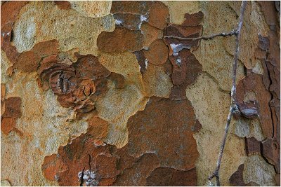 Tree Trunk.