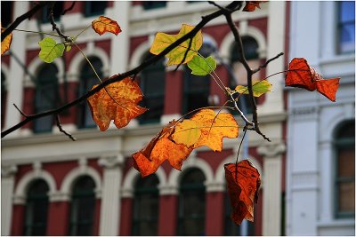 Aucklands Autumn.jpg