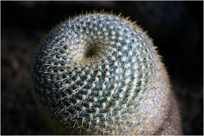 Cactus 1.jpg