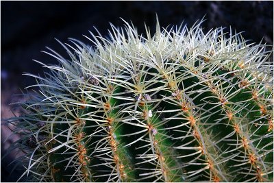 Cactus 2.jpg