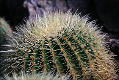 Cactus 6.jpg