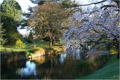 Avon River Botanical Gardens CHCH 2.