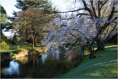 Avon River Botanical Gardens CHCH 3.