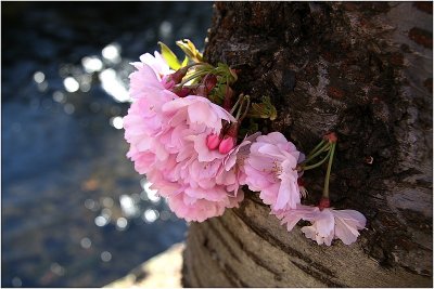 Blossoms.