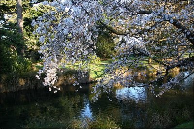 Blossoms Avon River Botanical Gardens CHCH