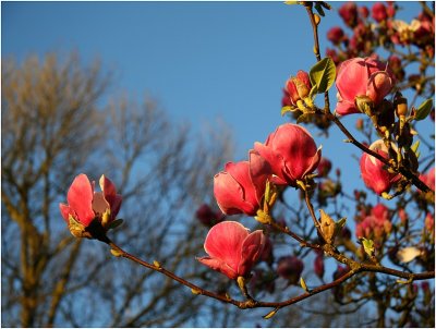Magnolias Christchurch.