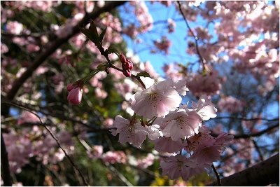 Spring Blossoms Christchurch.