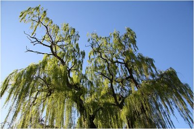 Willows on Avon.