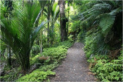 Bush walk.jpg