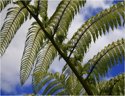 Through the ferns.jpg