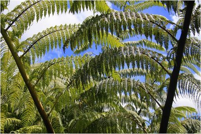 Through the ferns 2.jpg