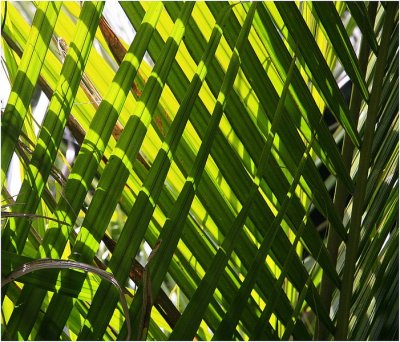 Lattice of ferns.jpg