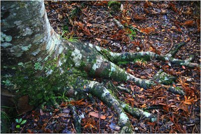 Kauri Roots.jpg