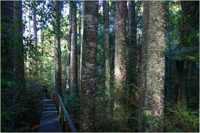 Kauri Forest.jpg