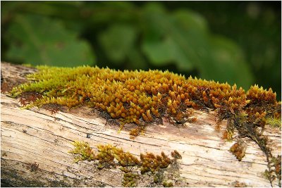 Moss on the log.jpg
