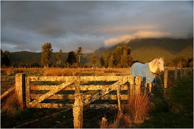 Last of the days Light Near Fox Glacier.jpg