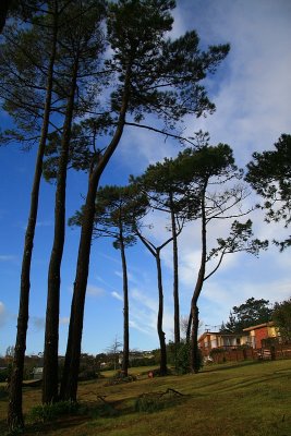 Trees in the park 3...Manly