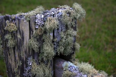 Moss lichen 1a.jpg