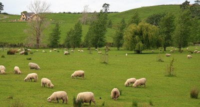 How green are your pastures.jpg