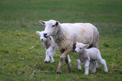 Mum and babies out walking.