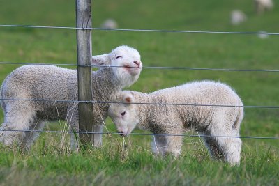 Lambs at Shakespear.