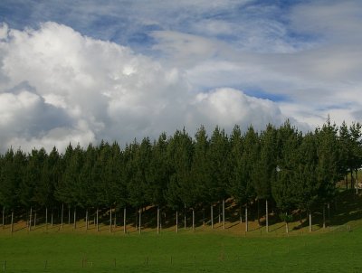 Pines on the farm.