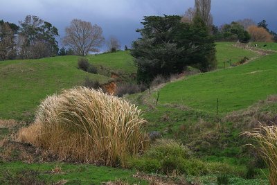Bullrushes in the wind.