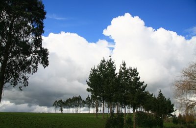 Trees on the farm