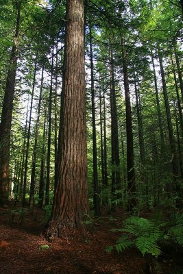 Redwood Forest.