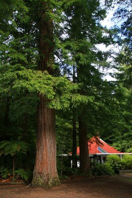 Redwood Forest Rotorua.