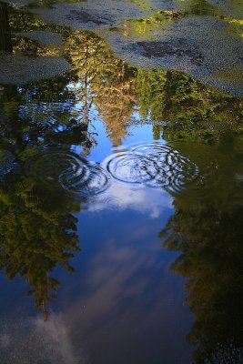 Redwoods Reflected.