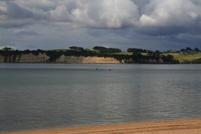 Dolphins off Arkles Bay