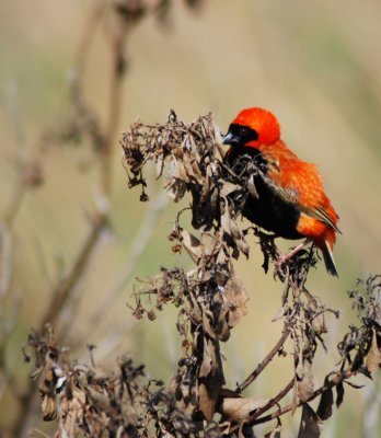 Red Bishop