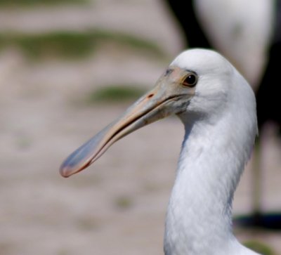Young spoonbill