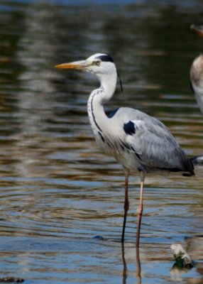 Grey Heron