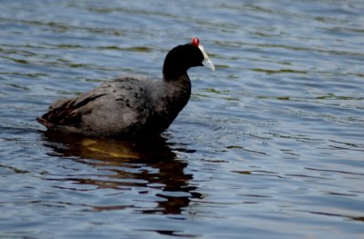 Red knobbed Coot