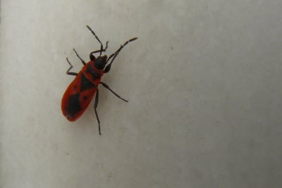 An Inka bug!