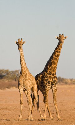 Fighting giraffes Etosha NP.jpg