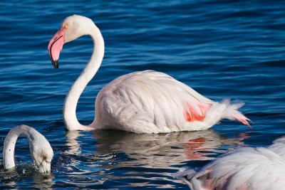 Flamingos Walvis bay.jpg