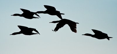 Cormorants Walvis Bay.jpg