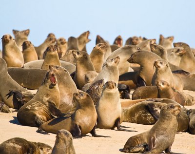 Fur seals Walvis Bay.jpg