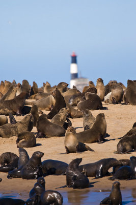 Fur seals and lighthouse Walvis Bay.jpg
