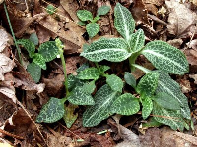 Goodyera repens with Goodyera pubescens