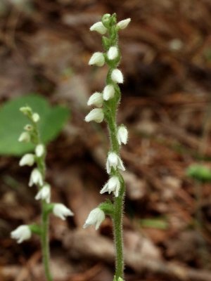 Goodyera repens flowers