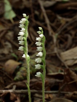 Goodyera repens flowers - note that they are facing one side only