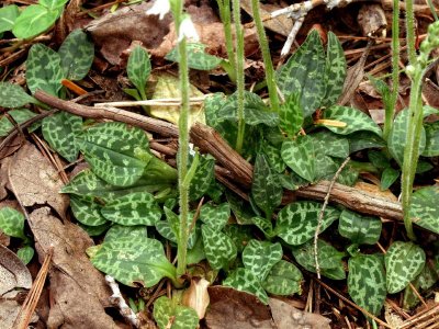 Goodyera repens leaf rosettes