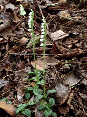 2003-07-27 Goodyera repens at Linville Falls, North Carolina