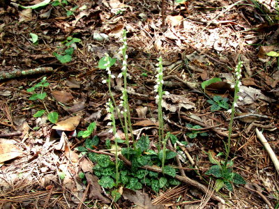 Goodyera repens group