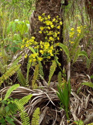 Cyrtopodium polyphyllum