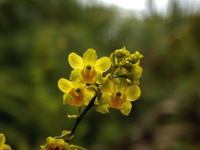 Cyrtopodium polyphyllum - sunlight from behind causes the lip to appear much darker than the petals and sepals